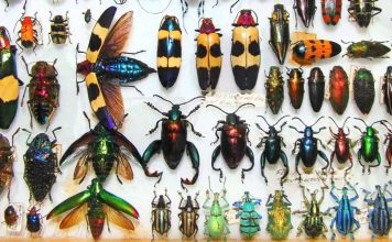 The Marvelous World of Insects: Their Adaptations, Behavior, and Importance