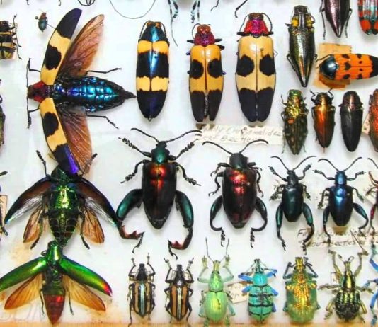 The Marvelous World of Insects: Their Adaptations, Behavior, and Importance