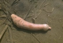 Worm in cock