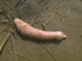 Worm in cock
