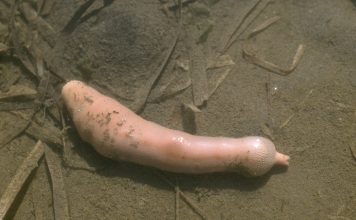 Worm in cock