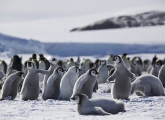 The Science of Zoology: Understanding Animal Behavior and Evolution