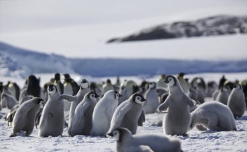 The Science of Zoology: Understanding Animal Behavior and Evolution